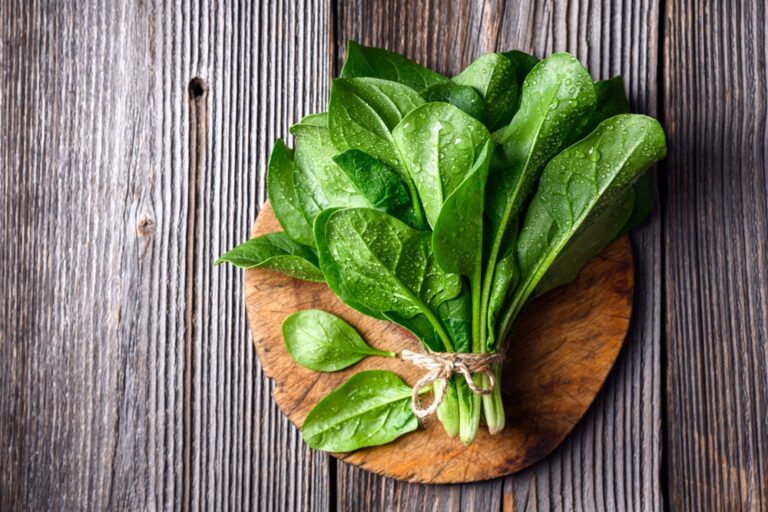 pousses d'épinard frais