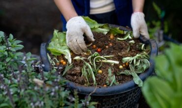 main de jardinier dans un bac à compost