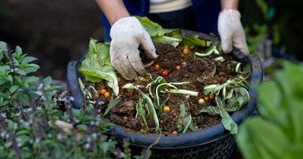main de jardinier dans un bac à compost