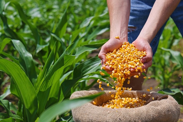 mains qui plongent dans un sac de grains de maïs